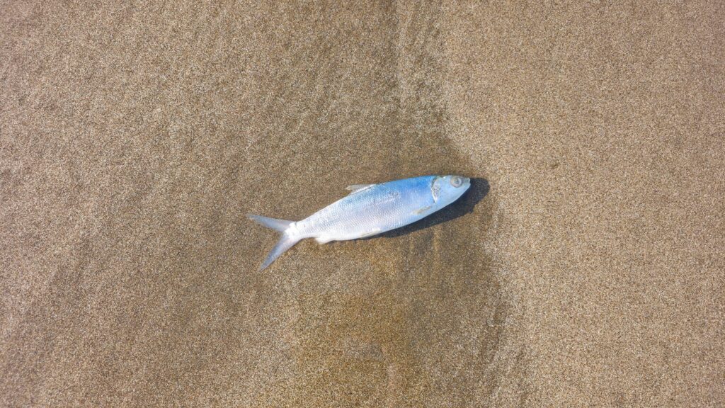 Shalun Beach, Taiwan